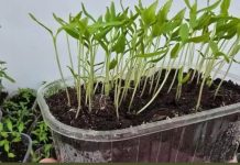 OPREZ! Spriječite da rasad postane izdužen (mlitav) uz ove jednostavne trikove! OPREZ! Spriječite da rasad postane izdužen (mlitav) uz ove jednostavne trikove! - featured image