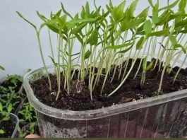 OPREZ! Spriječite da rasad postane izdužen (mlitav) uz ove jednostavne trikove! OPREZ! Spriječite da rasad postane izdužen (mlitav) uz ove jednostavne trikove! - featured image