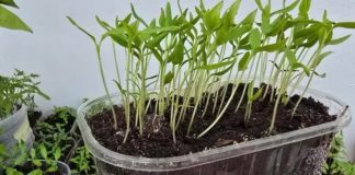 OPREZ! Spriječite da rasad postane izdužen (mlitav) uz ove jednostavne trikove! OPREZ! Spriječite da rasad postane izdužen (mlitav) uz ove jednostavne trikove! - featured image