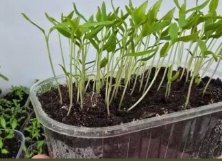 OPREZ! Spriječite da rasad postane izdužen (mlitav) uz ove jednostavne trikove! OPREZ! Spriječite da rasad postane izdužen (mlitav) uz ove jednostavne trikove! - featured image