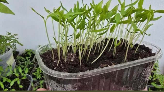 OPREZ! Spriječite da rasad postane izdužen (mlitav) uz ove jednostavne trikove! - featured image OPREZ! Spriječite da rasad postane izdužen (mlitav) uz ove jednostavne trikove! - featured image