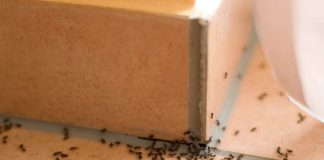 Zbog ove TRI GREŠKE imate mnogo MRAVA u kući: Evo kako da ih se BRZO RIJEŠITE Zbog ove TRI GREŠKE imate mnogo MRAVA u kući: Evo kako da ih se BRZO RIJEŠITE - featured image