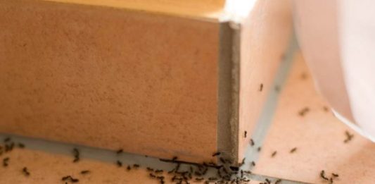 Zbog ove TRI GREŠKE imate mnogo MRAVA u kući: Evo kako da ih se BRZO RIJEŠITE Zbog ove TRI GREŠKE imate mnogo MRAVA u kući: Evo kako da ih se BRZO RIJEŠITE - featured image