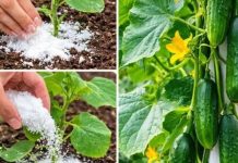 Ovo je tajna neprekidne berbe krastavaca – Samo pospite ovo po njima i braćete ih sve do jeseni Ovo je tajna neprekidne berbe krastavaca – Samo pospite ovo po njima i braćete ih sve do jeseni - featured image