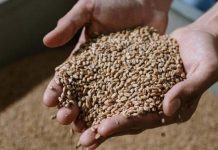 Ova žitarica prepuna je kolagena: Podmlađuje, jača kosti i čuva crijeva, jedite je što češće Ova žitarica prepuna je kolagena: Podmlađuje, jača kosti i čuva crijeva, jedite je što češće - featured image