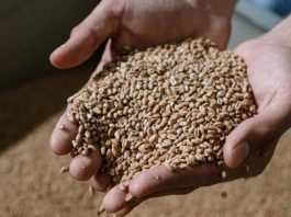 Ova žitarica prepuna je kolagena: Podmlađuje, jača kosti i čuva crijeva, jedite je što češće Ova žitarica prepuna je kolagena: Podmlađuje, jača kosti i čuva crijeva, jedite je što češće - featured image