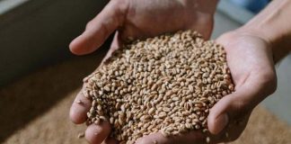 Ova žitarica prepuna je kolagena: Podmlađuje, jača kosti i čuva crijeva, jedite je što češće Ova žitarica prepuna je kolagena: Podmlađuje, jača kosti i čuva crijeva, jedite je što češće - featured image