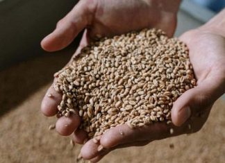 Ova žitarica prepuna je kolagena: Podmlađuje, jača kosti i čuva crijeva, jedite je što češće Ova žitarica prepuna je kolagena: Podmlađuje, jača kosti i čuva crijeva, jedite je što češće - featured image