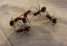 Kako se riješiti mrava u kući Kako se riješiti mrava u kući - featured image