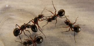 Kako se riješiti mrava u kući Kako se riješiti mrava u kući - featured image