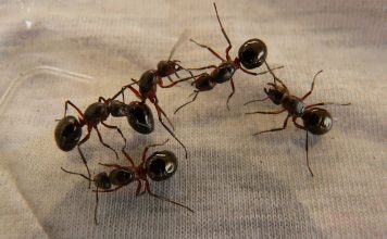 Kako se riješiti mrava u kući Kako se riješiti mrava u kući - featured image