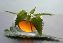 Prije 6. maja obavezno unesite ovu biljku u kuću: Tjera baksuz i privlači novac Prije 6. maja obavezno unesite ovu biljku u kuću: Tjera baksuz i privlači novac - featured image