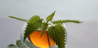 Prije 6. maja obavezno unesite ovu biljku u kuću: Tjera baksuz i privlači novac Prije 6. maja obavezno unesite ovu biljku u kuću: Tjera baksuz i privlači novac - featured image