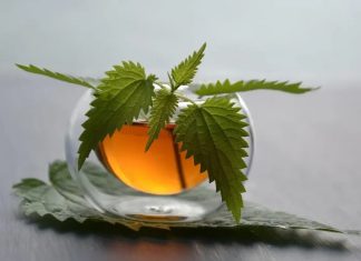 Prije 6. maja obavezno unesite ovu biljku u kuću: Tjera baksuz i privlači novac Prije 6. maja obavezno unesite ovu biljku u kuću: Tjera baksuz i privlači novac - featured image