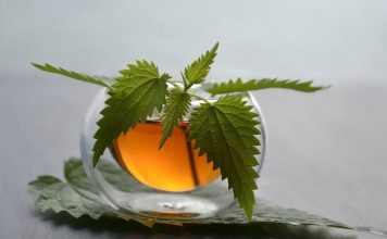 Prije 6. maja obavezno unesite ovu biljku u kuću: Tjera baksuz i privlači novac Prije 6. maja obavezno unesite ovu biljku u kuću: Tjera baksuz i privlači novac - featured image