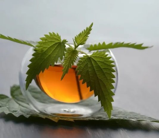 Prije 6. maja obavezno unesite ovu biljku u kuću: Tjera baksuz i privlači novac Prije 6. maja obavezno unesite ovu biljku u kuću: Tjera baksuz i privlači novac - featured image