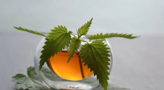 Prije 6. maja obavezno unesite ovu biljku u kuću: Tjera baksuz i privlači novac Prije 6. maja obavezno unesite ovu biljku u kuću: Tjera baksuz i privlači novac - featured image