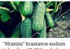 “Nahranio” sam krastavce soda vodom i sakupio 11-13 kg voća iz svakog grma 2 godine: evo recepta! “Nahranio” sam krastavce soda vodom i sakupio 11-13 kg voća iz svakog grma 2 godine: evo recepta! - featured image