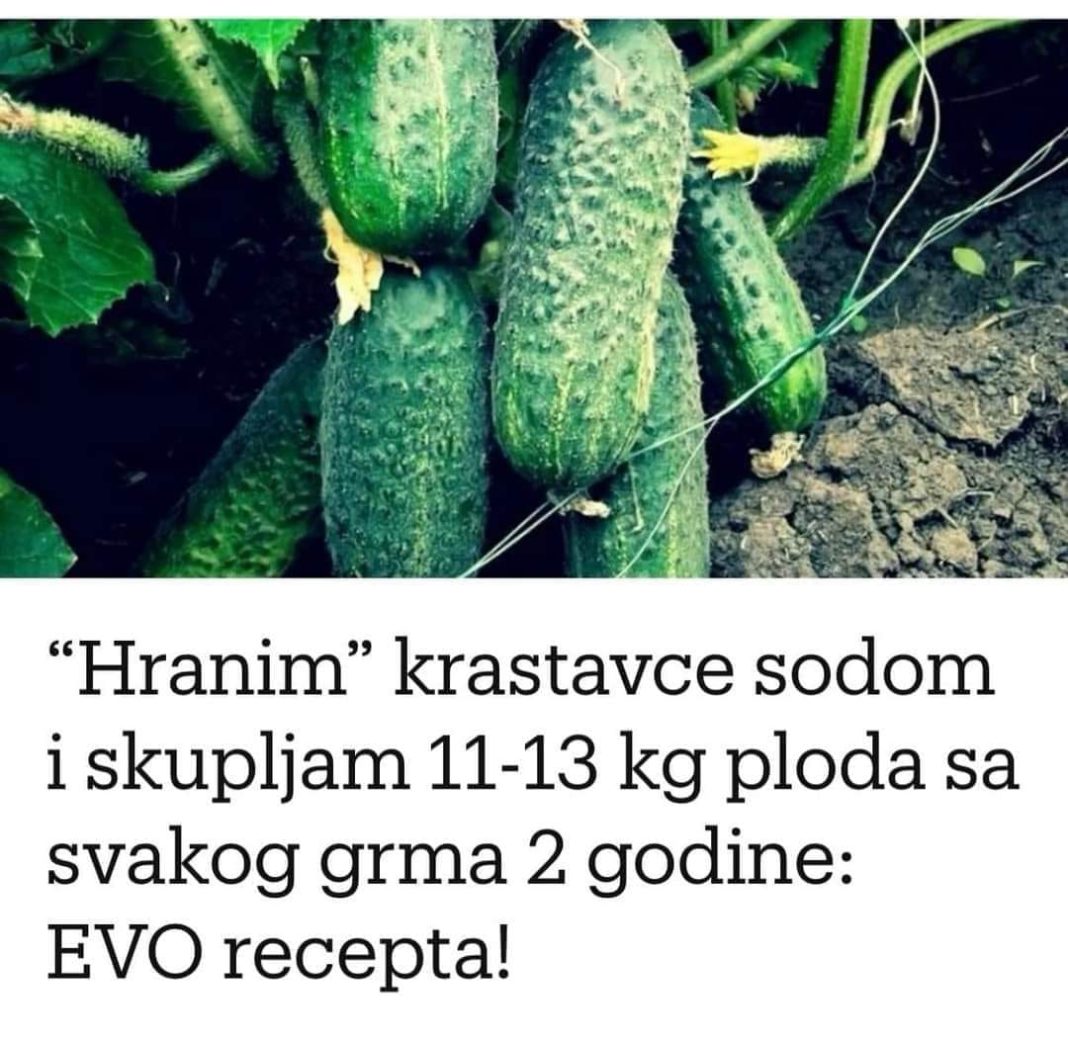 “Nahranio” sam krastavce soda vodom i sakupio 11-13 kg voća iz svakog grma 2 godine: evo recepta! - featured image