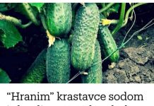 “Nahranio” sam krastavce soda vodom i sakupio 11-13 kg voća iz svakog grma 2 godine: evo recepta! “Nahranio” sam krastavce soda vodom i sakupio 11-13 kg voća iz svakog grma 2 godine: evo recepta! - featured image