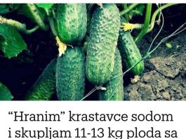“Nahranio” sam krastavce soda vodom i sakupio 11-13 kg voća iz svakog grma 2 godine: evo recepta! “Nahranio” sam krastavce soda vodom i sakupio 11-13 kg voća iz svakog grma 2 godine: evo recepta! - featured image