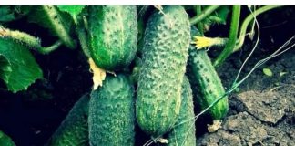 “Nahranio” sam krastavce soda vodom i sakupio 11-13 kg voća iz svakog grma 2 godine: evo recepta! “Nahranio” sam krastavce soda vodom i sakupio 11-13 kg voća iz svakog grma 2 godine: evo recepta! - featured image