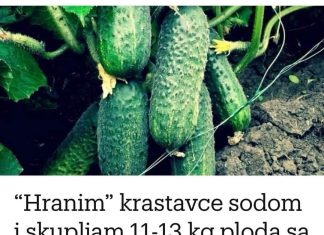 “Nahranio” sam krastavce soda vodom i sakupio 11-13 kg voća iz svakog grma 2 godine: evo recepta! “Nahranio” sam krastavce soda vodom i sakupio 11-13 kg voća iz svakog grma 2 godine: evo recepta! - featured image