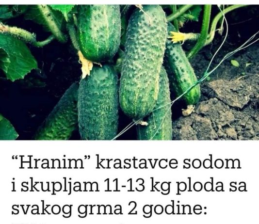 “Nahranio” sam krastavce soda vodom i sakupio 11-13 kg voća iz svakog grma 2 godine: evo recepta! “Nahranio” sam krastavce soda vodom i sakupio 11-13 kg voća iz svakog grma 2 godine: evo recepta! - featured image