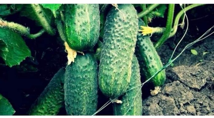 “Nahranio” sam krastavce soda vodom i sakupio 11-13 kg voća iz svakog grma 2 godine: evo recepta! “Nahranio” sam krastavce soda vodom i sakupio 11-13 kg voća iz svakog grma 2 godine: evo recepta! - featured image