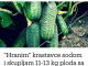 “Nahranio” sam krastavce soda vodom i sakupio 11-13 kg voća iz svakog grma 2 godine: evo recepta! “Nahranio” sam krastavce soda vodom i sakupio 11-13 kg voća iz svakog grma 2 godine: evo recepta! - featured image