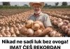 Nikad ne sadi luk bez ovoga! IMAT ĆEŠ REKORDAN PRINOS Nikad ne sadi luk bez ovoga! IMAT ĆEŠ REKORDAN PRINOS - featured image