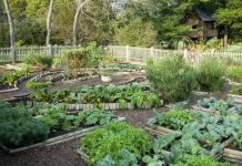 SODA BIKARBONA UMJESTO PESTICIDA: Zaštitite voće i povrće iz vaše bašte od propadanja na ovaj način! (RECEPT) SODA BIKARBONA UMJESTO PESTICIDA: Zaštitite voće i povrće iz vaše bašte od propadanja na ovaj način! (RECEPT) - featured image