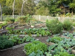 SODA BIKARBONA UMJESTO PESTICIDA: Zaštitite voće i povrće iz vaše bašte od propadanja na ovaj način! (RECEPT) SODA BIKARBONA UMJESTO PESTICIDA: Zaštitite voće i povrće iz vaše bašte od propadanja na ovaj način! (RECEPT) - featured image