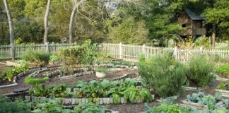 SODA BIKARBONA UMJESTO PESTICIDA: Zaštitite voće i povrće iz vaše bašte od propadanja na ovaj način! (RECEPT) SODA BIKARBONA UMJESTO PESTICIDA: Zaštitite voće i povrće iz vaše bašte od propadanja na ovaj način! (RECEPT) - featured image