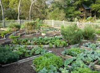 SODA BIKARBONA UMJESTO PESTICIDA: Zaštitite voće i povrće iz vaše bašte od propadanja na ovaj način! (RECEPT) SODA BIKARBONA UMJESTO PESTICIDA: Zaštitite voće i povrće iz vaše bašte od propadanja na ovaj način! (RECEPT) - featured image