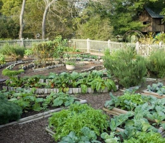 SODA BIKARBONA UMJESTO PESTICIDA: Zaštitite voće i povrće iz vaše bašte od propadanja na ovaj način! (RECEPT) SODA BIKARBONA UMJESTO PESTICIDA: Zaštitite voće i povrće iz vaše bašte od propadanja na ovaj način! (RECEPT) - featured image