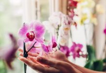 Trik kako da natjerate orhideju da ponovo procvjeta: Tečnost koju ova biljka voli više od vode Trik kako da natjerate orhideju da ponovo procvjeta: Tečnost koju ova biljka voli više od vode - featured image