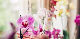 Trik kako da natjerate orhideju da ponovo procvjeta: Tečnost koju ova biljka voli više od vode Trik kako da natjerate orhideju da ponovo procvjeta: Tečnost koju ova biljka voli više od vode - featured image