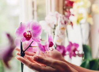 Trik kako da natjerate orhideju da ponovo procvjeta: Tečnost koju ova biljka voli više od vode Trik kako da natjerate orhideju da ponovo procvjeta: Tečnost koju ova biljka voli više od vode - featured image