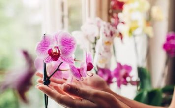 Trik kako da natjerate orhideju da ponovo procvjeta: Tečnost koju ova biljka voli više od vode Trik kako da natjerate orhideju da ponovo procvjeta: Tečnost koju ova biljka voli više od vode - featured image
