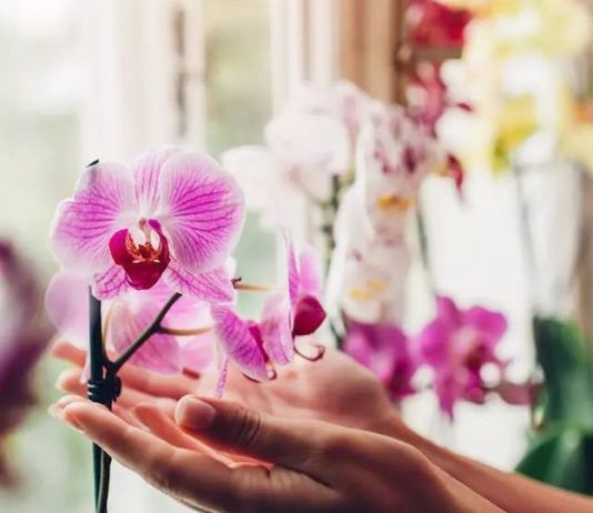 Trik kako da natjerate orhideju da ponovo procvjeta: Tečnost koju ova biljka voli više od vode Trik kako da natjerate orhideju da ponovo procvjeta: Tečnost koju ova biljka voli više od vode - featured image