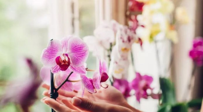 Trik kako da natjerate orhideju da ponovo procvjeta: Tečnost koju ova biljka voli više od vode Trik kako da natjerate orhideju da ponovo procvjeta: Tečnost koju ova biljka voli više od vode - featured image