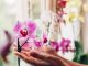 Trik kako da natjerate orhideju da ponovo procvjeta: Tečnost koju ova biljka voli više od vode Trik kako da natjerate orhideju da ponovo procvjeta: Tečnost koju ova biljka voli više od vode - featured image