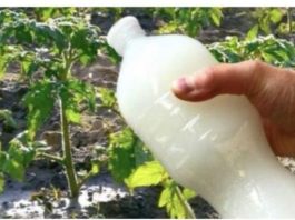 Dvostruka berba paradajza, krastavaca i bez ŠTETOČINA: Sipajte ovo domaće ČUDo u baštu! Dvostruka berba paradajza, krastavaca i bez ŠTETOČINA: Sipajte ovo domaće ČUDo u baštu! - featured image