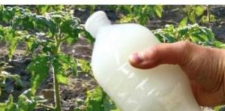 Dvostruka berba paradajza, krastavaca i bez ŠTETOČINA: Sipajte ovo domaće ČUDo u baštu! Dvostruka berba paradajza, krastavaca i bez ŠTETOČINA: Sipajte ovo domaće ČUDo u baštu! - featured image