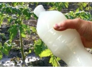 Dvostruka berba paradajza, krastavaca i bez ŠTETOČINA: Sipajte ovo domaće ČUDo u baštu! Dvostruka berba paradajza, krastavaca i bez ŠTETOČINA: Sipajte ovo domaće ČUDo u baštu! - featured image