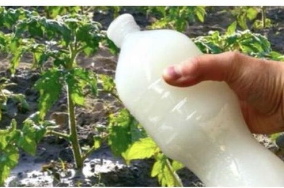Dvostruka berba paradajza, krastavaca i bez ŠTETOČINA: Sipajte ovo domaće ČUDo u baštu! - featured image Dvostruka berba paradajza, krastavaca i bez ŠTETOČINA: Sipajte ovo domaće ČUDo u baštu! - featured image