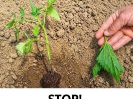 VRTNI HIT: Ne sadite paradajz dok ne otkrijete ovaj tajni trik! VRTNI HIT: Ne sadite paradajz dok ne otkrijete ovaj tajni trik! - featured image