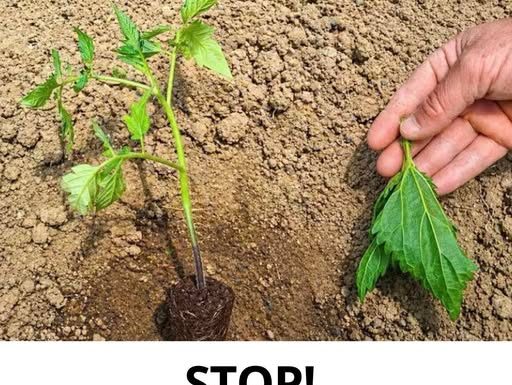 VRTNI HIT: Ne sadite paradajz dok ne otkrijete ovaj tajni trik! VRTNI HIT: Ne sadite paradajz dok ne otkrijete ovaj tajni trik! - featured image