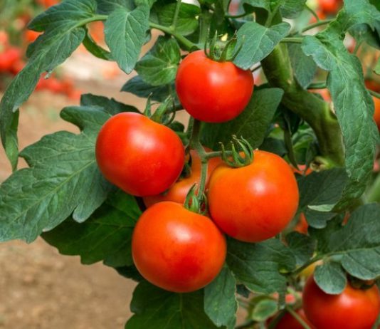 Pored paradajza posadite 3 struka ove biljke i rađaće kao nikada prije Pored paradajza posadite 3 struka ove biljke i rađaće kao nikada prije - featured image